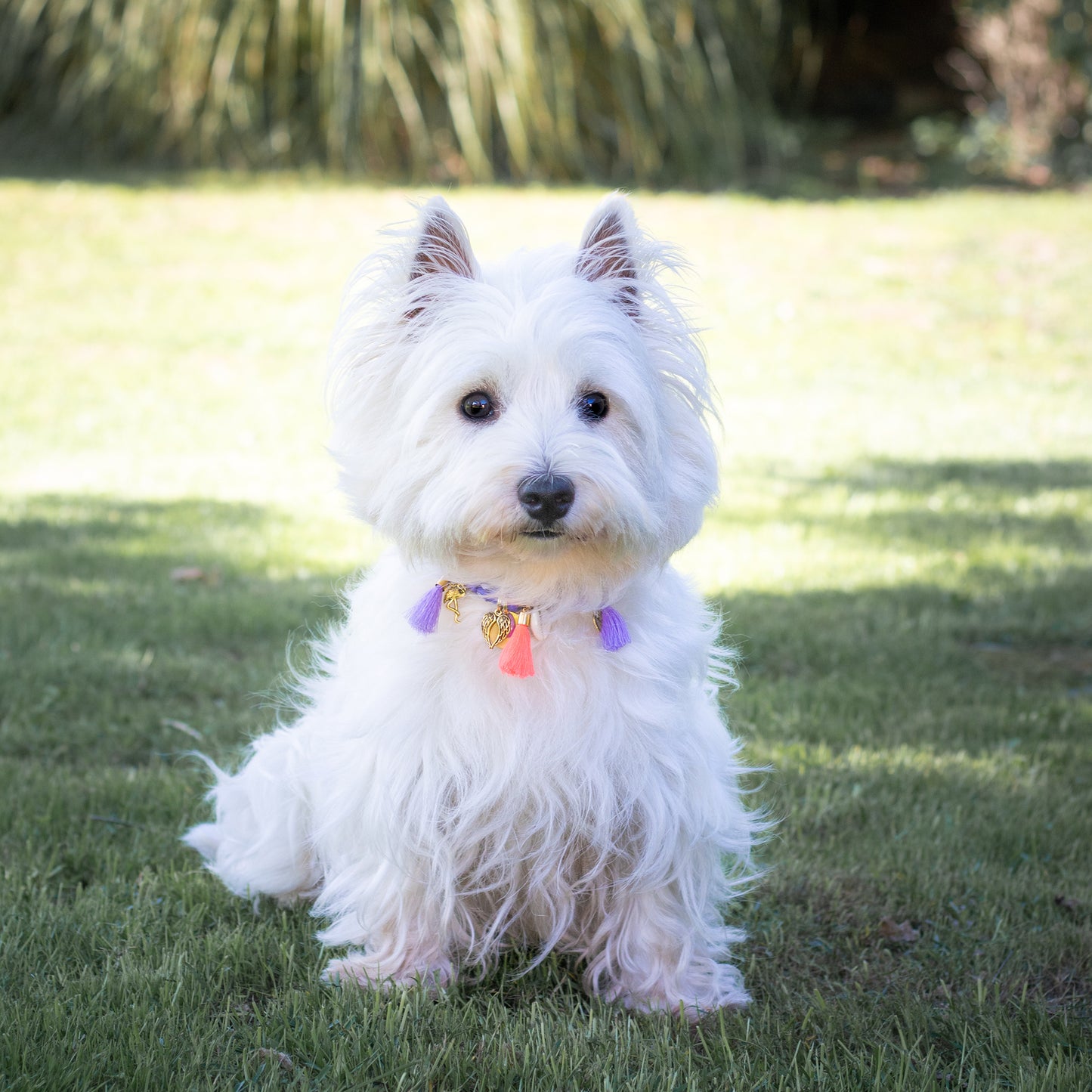 Collier pour chien style bandana bijoux porte-médaille -Kaki