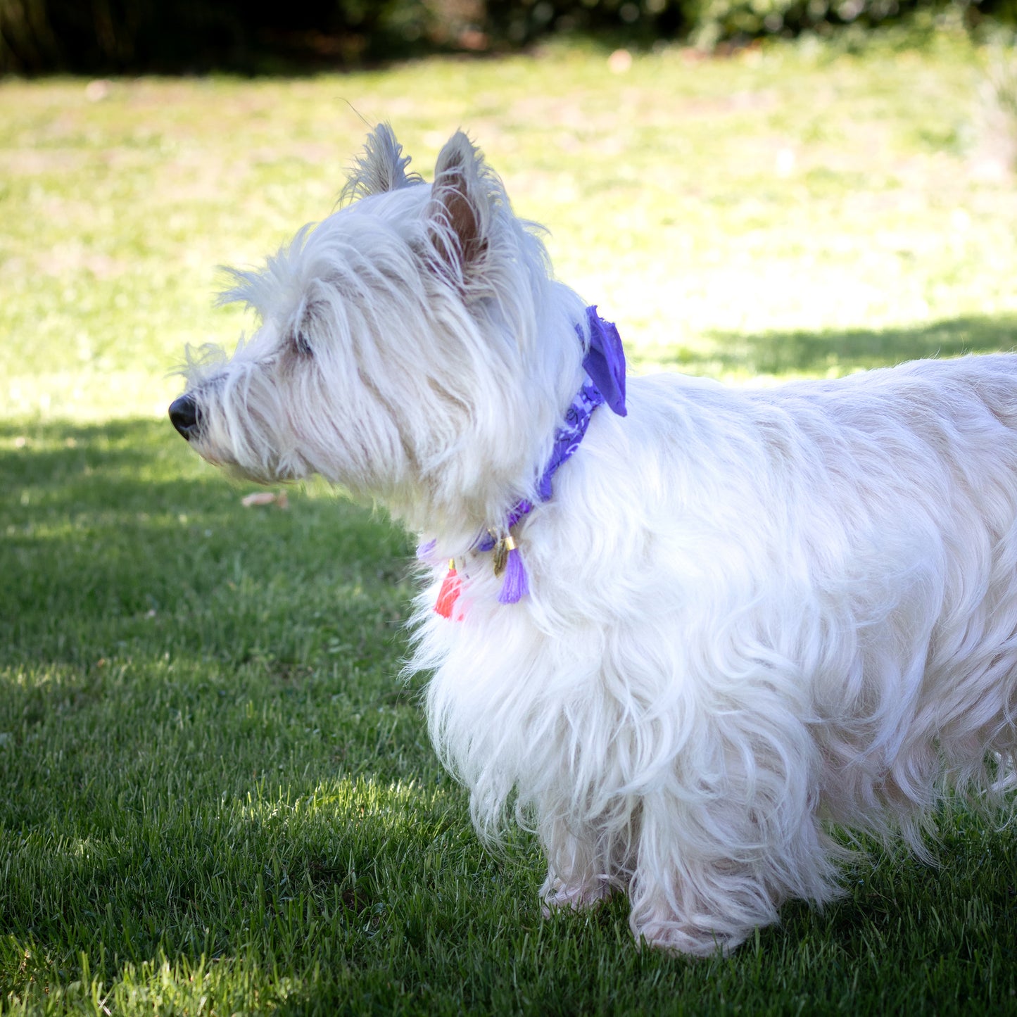 Collier pour chien style bandana bijoux porte-médaille -Kaki