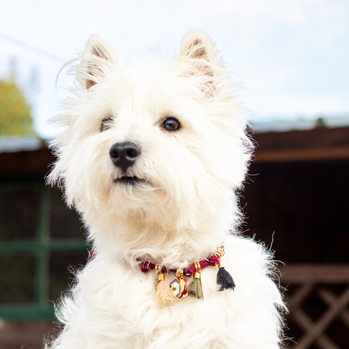 Collier pour chien style bandana bijoux porte-médaille Léopard