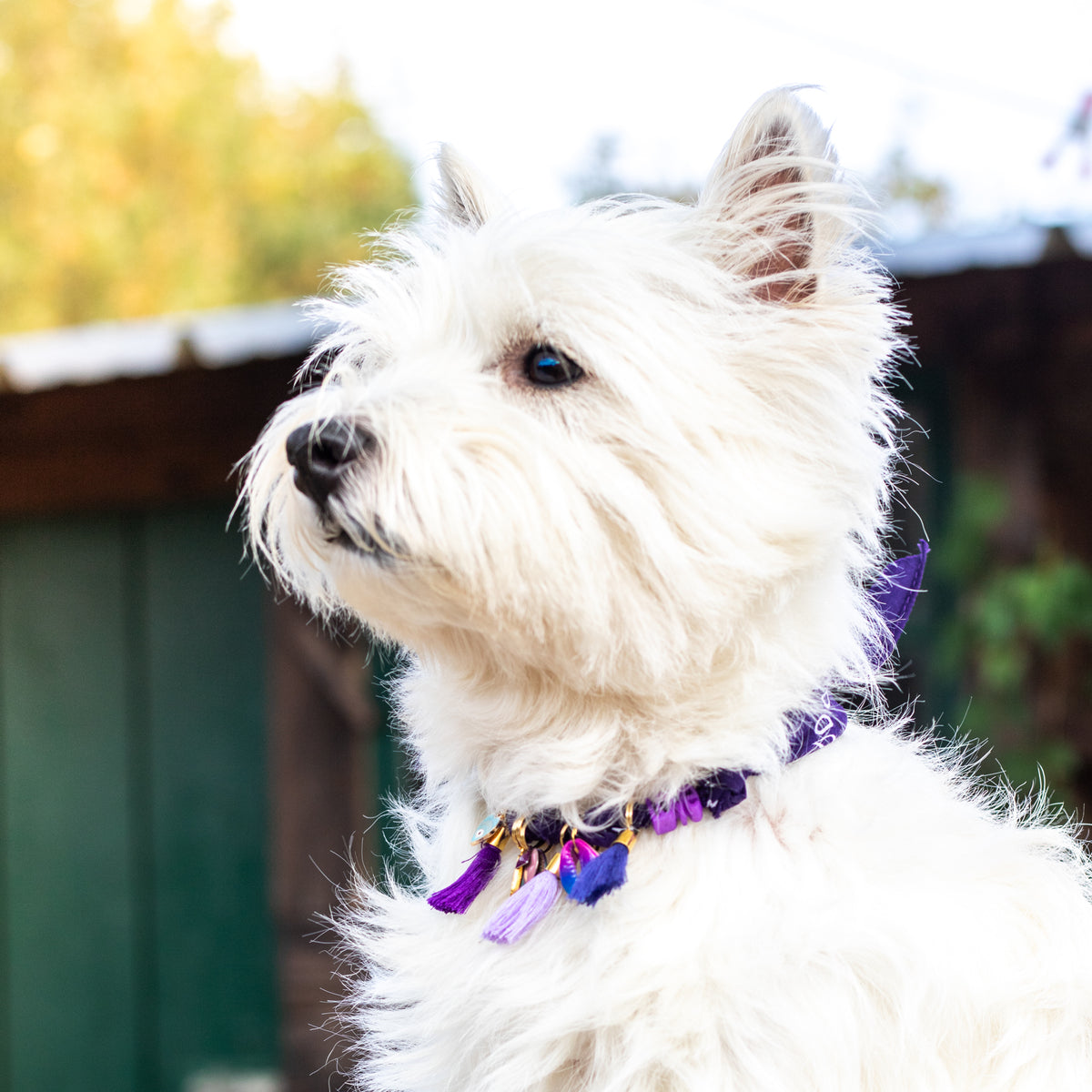 Collier pour chien style bandana bijoux porte-médaille Léopard
