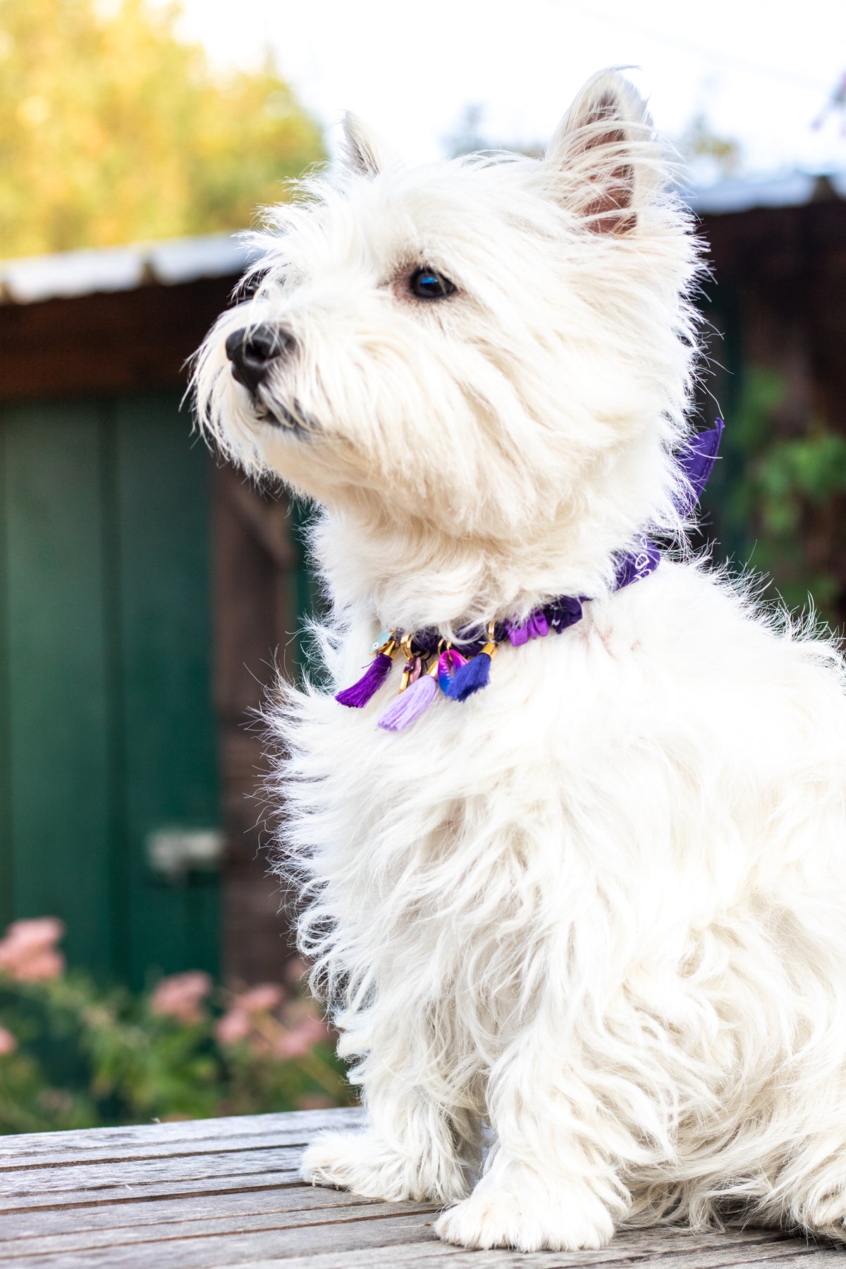 Collier pour chien style bandana bijoux porte-médaille Léopard